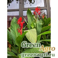 Семена Канна индийская (Canna indica) (mix) 40 гр. Семена Канна индийская (Canna indica) (mix) 40 гр.