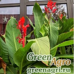 Семена Канна индийская (Canna indica) (mix) 40 гр.