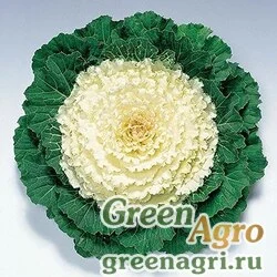 Семена Капуста декоративная (Brassica oleracea) "Pigeon F1" (white) raw 1000 шт.
