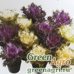 Семена Капуста декоративная (Brassica oleracea) "Rias F1" raw 1000 шт.