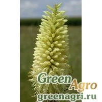 Семена Книфофия беловатая (Kniphofia albescens) 500 шт.