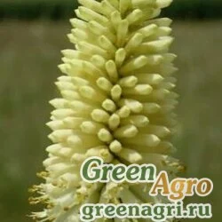 Семена Книфофия беловатая (Kniphofia albescens) 500 шт.