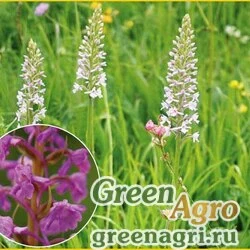 Семена Кокушник комарниковый (Gymnadenia conopsea) 0,2 гр.