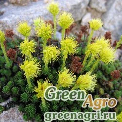 Семена Камнеломка сухоногая (Saxifraga scleropoda) 0.3 гр.