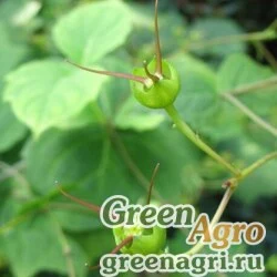 Семена Киренгешома дланевидная (Kirengeshoma palmata) 0.2 гр.