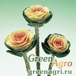 Семена Капуста декоративная (Brassica oleracea) "Crane F1" (white) Raw 1000 шт.