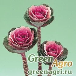 Семена Капуста декоративная (Brassica oleracea) "Crane F1" (pink) raw 1000 шт.