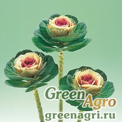 Семена Капуста декоративная (Brassica oleracea) "Crane F1" (bicolour) raw 1000 шт.