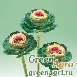 Семена Капуста декоративная (Brassica oleracea) "Crane F1" (bicolour) raw 1000 шт.