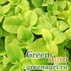Семена Колеус гибридный (Coleus х hybrida) "Wizard" (golden) raw 1000 шт.