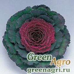 Семена Капуста декоративная (Brassica oleracea) "Pigeon F1" (purple) raw 1000 шт.