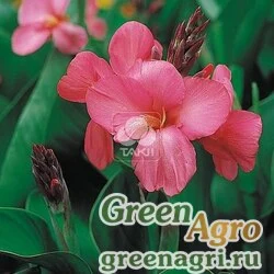 Семена Канна садовая (Canna generalis) "Tropical F1" (rose) raw 1000 шт.