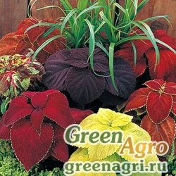Семена Колеус Блюме (Coleus blumei) "Giant Exhibition" (formula mixture) raw 1000 шт.