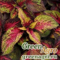 Семена Колеус гибридный (Coleus х hybrida) "Premium Sun" (rose to lime magic) Pelleted 100 шт.