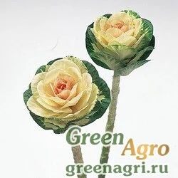 Семена Капуста декоративная (Brassica oleracea) "Sunrise" (white) Raw 1000 шт.