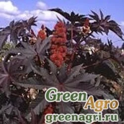 Семена Клещевина обыкновенная (Ricinus communis) "Impala" 100 гр.
