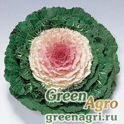 Семена Капуста декоративная (Brassica oleracea) "Pigeon F1" (victoria) raw 1000 шт.
