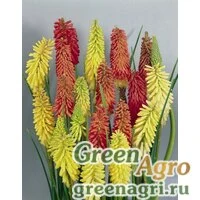 Книфофия ягодная (Kniphofia uvaria) "Flamenco" (mix) raw 100 шт.