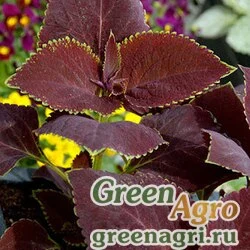 Семена Колеус Блюме (Coleus blumei) "Giant Exhibition" (chivalry) raw 1000 шт.