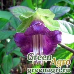 Семена Кобея лазающая (Cobaea scandens) (violet) 20 гр.