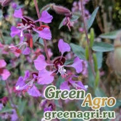 Кларкия изящная (Clarkia unguiculata) (purple) 80 гр.