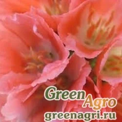 Кларкия изящная (Clarkia unguiculata) (orange) 80 гр.