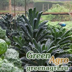 Семена Капуста декоративная (Brassica oleracea) "Nero di Toscana F1" Raw 1000 шт.