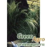 Семена Ковыль тончайший (Stipa tenuissima) "Pony Tails" (green) multi-pelleted 1000 шт.