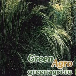 Семена Ковыль тончайший (Stipa tenuissima) "Pony Tails" (green) multi-pelleted 1000 шт.
