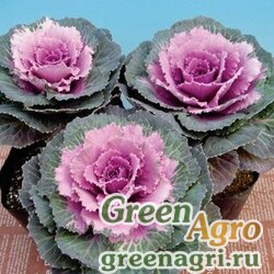Семена Капуста декоративная (Brassica oleracea) "Parasol F1" (pink) raw 1000 шт.