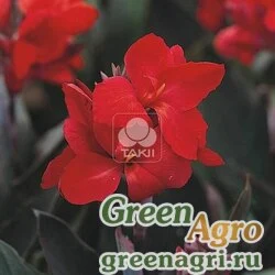 Семена Канна садовая (Canna generalis) "Tropical F1" (bronze scarlet) raw 500 шт.