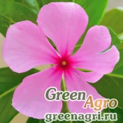 Катарантус  розовый (Vinca rosea) (pink) 55 гр.