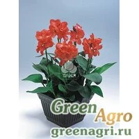 Семена Канна садовая (Canna generalis) "Tropical F1" (salmon) raw 500 шт.