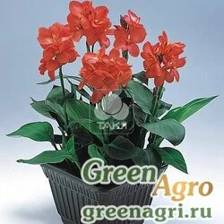 Семена Канна садовая (Canna generalis) "Tropical F1" (salmon) raw 500 шт.