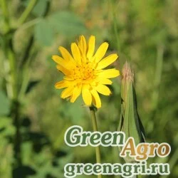 Семена Козлобородник восточный (Tragopogon orientalis) 4 гр.