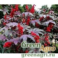 Семена Клещевина обыкновенная (Ricinus communis) "Gibsonii" 100 гр.