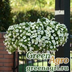 Семена Калибрахоа гибридная ампельная (Calibrachoa hybrida) "Kabloom" (white) pelleted 100 шт.