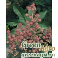 Семена Клещевина обыкновенная (Ricinus communis) "Carmencita" (pink) raw 1000 шт.