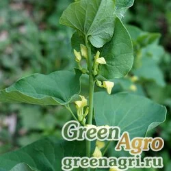 Семена Кирказон ломоносовидный (Aristolochia clematis) 10 гр.