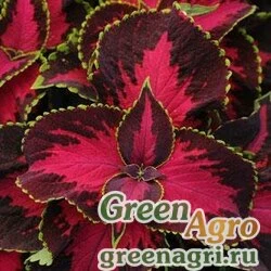 Семена Колеус гибридный (Coleus х hybrida) "Premium Sun" (chocolate covered cherry) pelleted 100 шт.
