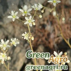 Семена Камнеломка колючая (Saxifraga spinulosa) 0.3 гр.