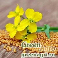Сидераты Горчица желтая 1кг