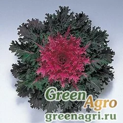 Семена Капуста декоративная (Brassica oleracea) "Coral Queen F1" raw 1000 шт.