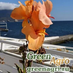 Канна (Canna tuerckheimii) 2 гр.