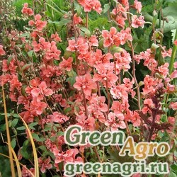 Кларкия изящная (Clarkia unguiculata) (salmon rose) 80 гр.