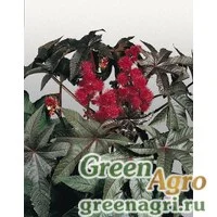 Семена Клещевина обыкновенная (Ricinus communis) "Carmencita" (bright red) raw 1000 шт.