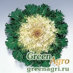 Семена Капуста декоративная (Brassica oleracea) "Coral Prince F1" raw 1000 шт.
