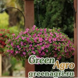 Семена Калибрахоа гибридная ампельная (Calibrachoa hybrida) "Kabloom" (deep pink) Pelleted 1000 шт.