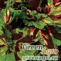 Семена Колеус гибридный (Coleus х hybrida) "Kong" (mosaic) pelleted 100 шт.