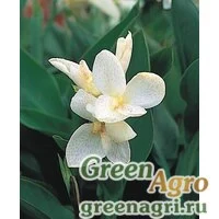 Семена Канна садовая (Canna generalis) "Tropical F1" (white) raw 500 шт.